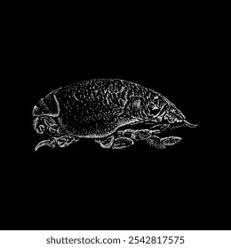 sand crab hand drawing vector isolated on black background.