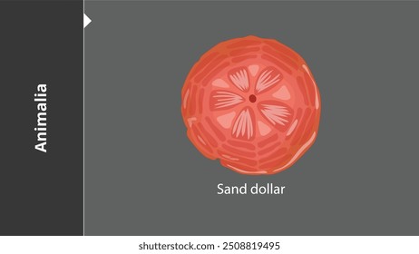 Sand Dollar Animals são organismos eucarióticos multicelulares no reino biológico Animalia. Com poucas exceções, os animais consomem matéria orgânica, respiram oxigênio, têm miócitos e são capazes de se mover