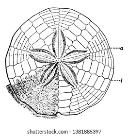 Sand Dollar also known as sea cookie or snapper biscuit in New Zealand, or pansy shell in South Africa. These are flattened. Illustration shows upper surface with the spines partly removed, vintage