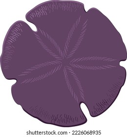 Sand Dollar Shell Vector Illustration