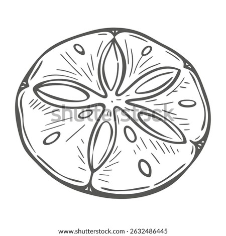 Sand Dollar Sketch, Clypeasteroida Order Illustration