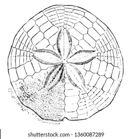 Sand Dollar vintage line drawing or engraving illustration.