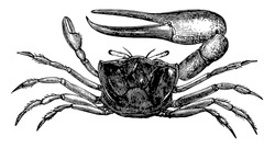 Sand Fiddler Crab is a small crustacean in the Ocypodidae family of ghost, vintage line drawing or engraving illustration.