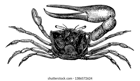 Sand Fiddler Crab is a small crustacean in the Ocypodidae family of ghost, vintage line drawing or engraving illustration.