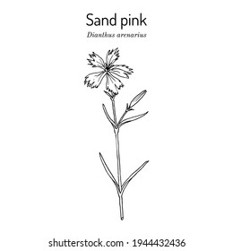 Sand Pink (Dianthus Arenarius), Medicinal Plant. Hand Drawn Botanical Vector Illustration