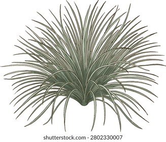 Sand Sedge Botanical Sketch Hand Drawn Native Grass Illustration