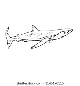 The sand tiger shark (Carcharias taurus), hand drawn doodle, sketch, vector outline illustration 