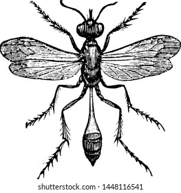 Sand Wasp, vintage engraved illustration.