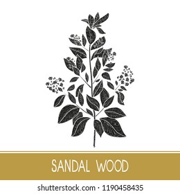 Sandal wood. Plant. A stem, leaf, flower. Black silhouette on white background.