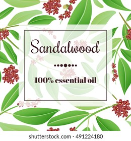 Sandalwood 100 % essential oil. Square semitransparent banner with herbal elements at background.