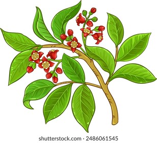 Sandalwood Branch Colored Detailed Illustration.