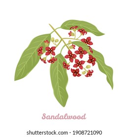 Sandalwood branch with flowers and green leaves isolated on white background. Vector illustration of a blooming plant in a cartoon flat style.