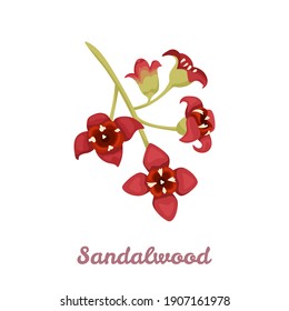 Sandalwood flower isolated on white background. Vector illustration of a fragrant plant in cartoon flat style. Santalum album icon.