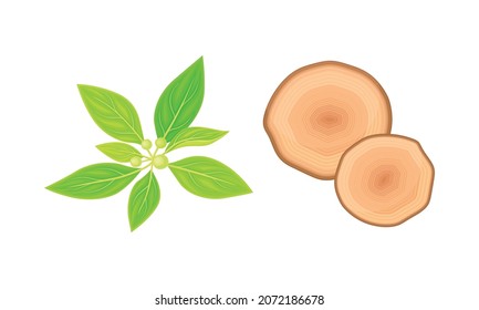 Sandalwood Leaf and Fragrant Wood Material Vector Set