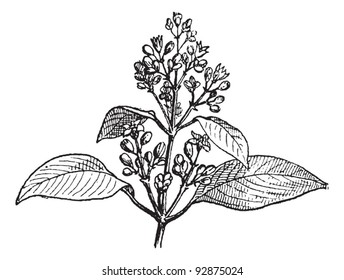 Sandalwood Drawing High Res Stock Images Shutterstock