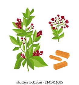 Sandalwood. Medicinal plant. Set. Leaves, flowers, stem. Vector drawing in a flat style.