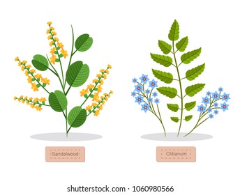 Sandalwood and olibanum poster with headlines and flowers, green leaves, sandalwood herb collection vector illustration isolated on white background