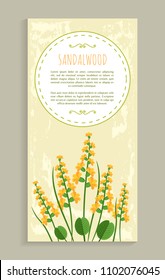 Sandalwood poster with herb, banner and headline, aromatic plant that has flower among leaves, cartoon flat vector illustration, oval frame for text.