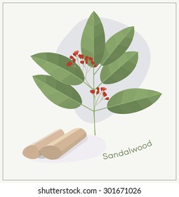 Sandalwood tree branch