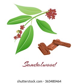 Sandalwood tree branch and bark.Vector illustration.