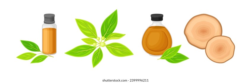 Sandalwood Tree Plant Branch with Timber Ring and Oil Jar Vector Set