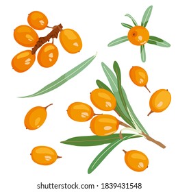 Sanddorn isolated on white. Vector illustration tree branch, images of medicinal plants, herbs. Can be used to create packaging for healthy, cosmetic natural product