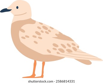 Sanderling arctic bird vector illustration