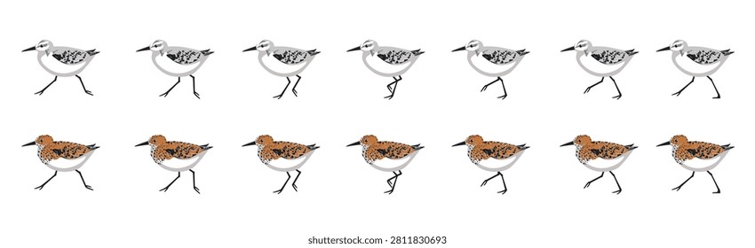 Sanderling Bird Walking Breeding Morph Animation Frame Sequence