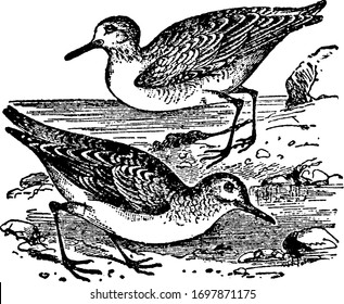Sanderling is a class of wading birds of the snipe family, vintage line drawing or engraving illustration.