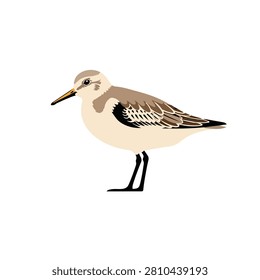 Sanderling Shorebird Illustration Vector Isolated on White Background for Wildlife and Nature Design