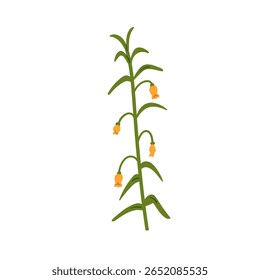 Sandersonia, flower plant. Tropical bell bloom, floral branch with leaves, stem. Summer garden decoration. Exotic bellflower, nature decor. Flat vector illustration isolated on white background