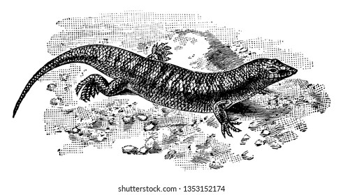 Sandfish Skink is a species of skink known for burrowing into the sand, vintage line drawing or engraving illustration.