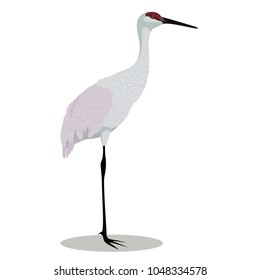 Sandhill Crane Cartoon