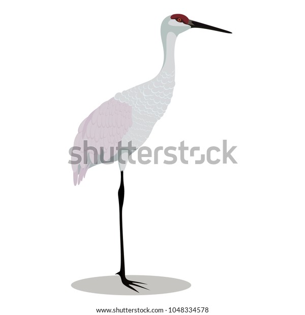 Sandhill Crane Cartoon Stock Vector (Royalty Free) 1048334578 ...