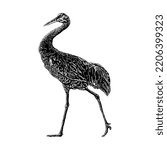 Sandhill Crane hand drawing vector illustration isolated on white background