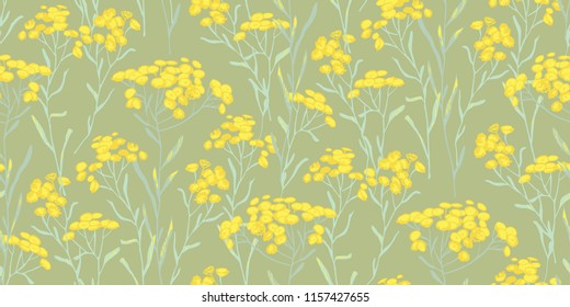 sandless immortelle. Helichrysum arenarium. Medicinal plant. Steppe grass.Botanical illustration. Yellow flowers
