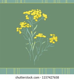 sandless immortelle. Helichrysum arenarium. Medicinal plant. Steppe grass.Botanical illustration. Yellow flowers
