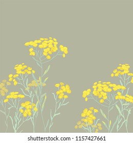 sandless immortelle. Helichrysum arenarium. Medicinal plant. Steppe grass.Botanical illustration. Yellow flowers
