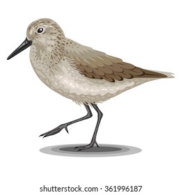 Sandpiper bird isolated on a white background. Realistic illustration.