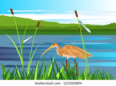 Sandpiper bird,  lake, gragonflies, wetland landscape, vector wildlife