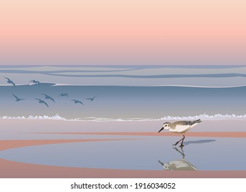 Sandpiper bird on seaside at sunrise vector background 