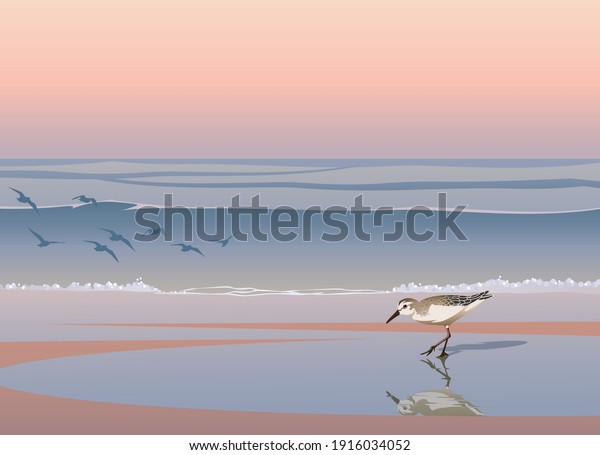 Sandpiper
bird on seaside at sunrise vector background
