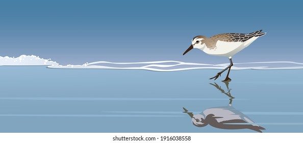 Sandpiper bird reflection in seaside water vector illustration