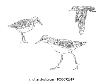  sandpiper black and white vector drawing