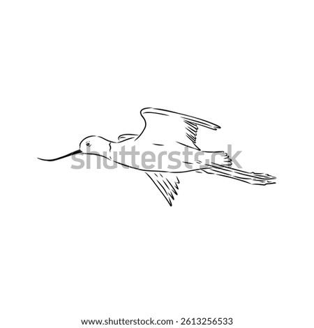 sandpiper on the beach vector illustration