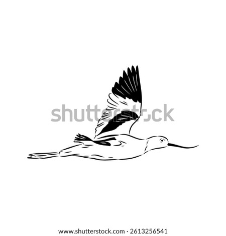 sandpiper on the beach vector illustration