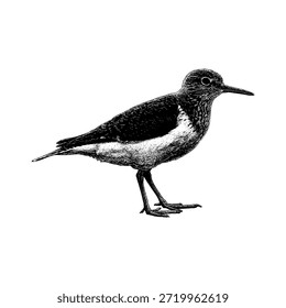 Sandpiper de perfil, mostrando finas texturas de plumas y piernas delgadas. Ideal para proyectos de diseño de vida silvestre, naturaleza y estilo vintage.