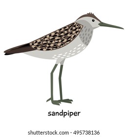 Sandpiper vector illustration