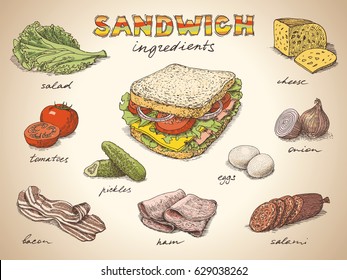 Sandwich with ingredients free hand colorful drawing, sketch style