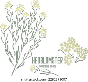 Sandy Everlasting flowers in vector silhouette. Helichrysum arenarium medicinal herb image. Set of vector botanical illustration of Immortelle sandy in color for medicine. Immortelle sandy image.